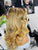 Magalicous Custom wig Stacy
